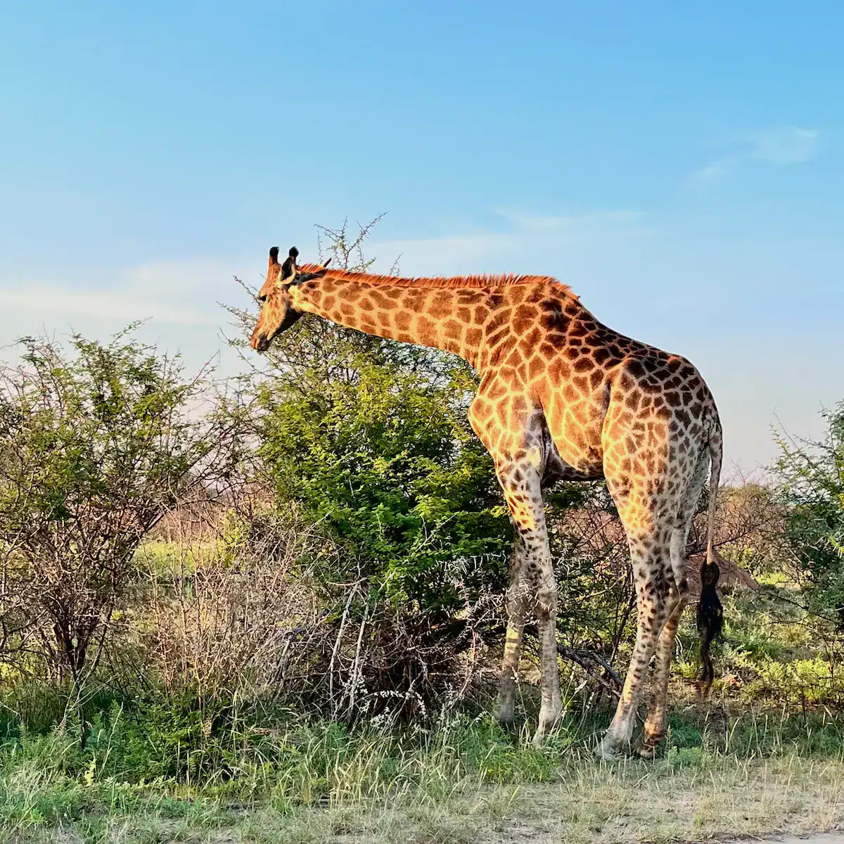 Giraffe in the African savanna, representing the wildlife of South Africa