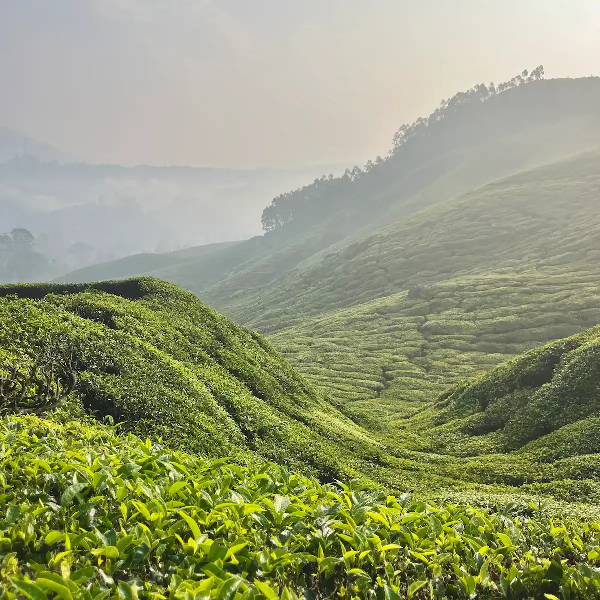 Tea plantations representing Asia, photographed in Munnar, Kerala, India
