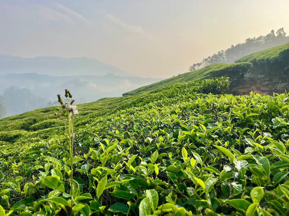 Sunrise over the tea plantations in Munnar, Kerala