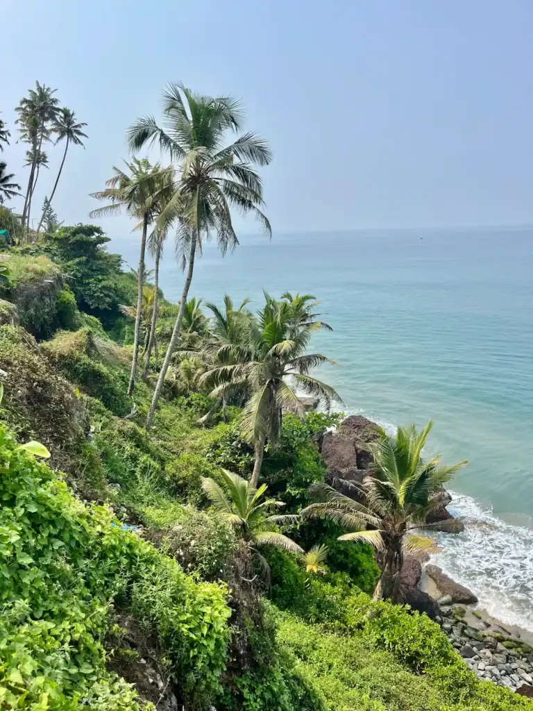 Palm trees along the famous Varkala Cliff